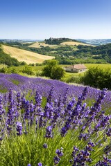 Fototapeta premium A vibrant lavender field stretches across rolling hills under a clear blue sky, showcasing the beauty of nature in a tranquil landscape.