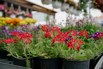 Variety of plants and flowers at flower market, selective focus on flowers. Garden center for the sale of plants.