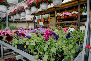 Variety of plants and flowers at flower market, selective focus on flowers. Garden center for the sale of plants.