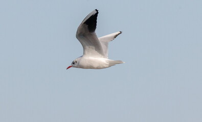 seagull in flight
