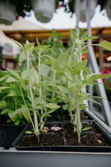 Variety of plants and flowers at flower market, selective focus on flowers. Garden center for the sale of plants.