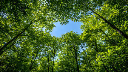 Obraz premium Looking Up Through Green Tree Canopy Towards Clear Blue Sky With Sunlight Filtering Through Leaves