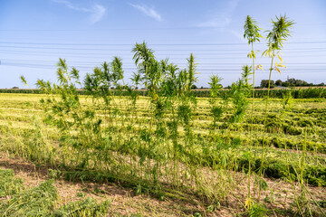 Fototapeta premium Arrachage Fauchage de chanvre textile Bio en Seine-Maritime à l'aide dune faucheuse automotrice Hyler Sativa 200