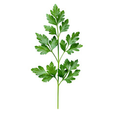 A single parsley sprig with fresh, detailed green leaves isolated on a white background