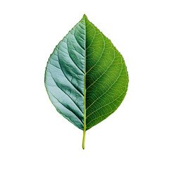 Obraz premium A single leaf split between vibrant green and an icy blue hue, symbolizing the contrast between life and frost
