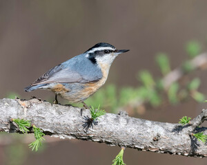 Red-breasted Nuthatch, (Sitta canadensis), is a small songbird