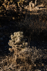 Cactus Plant in the Western Desert