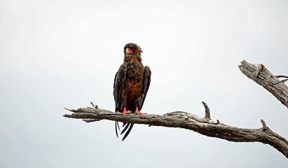 Bateleur eagle perched in a tree