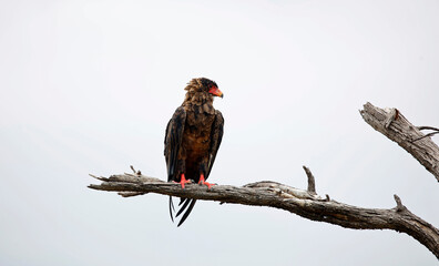 Bateleur eagle perched in a tree
