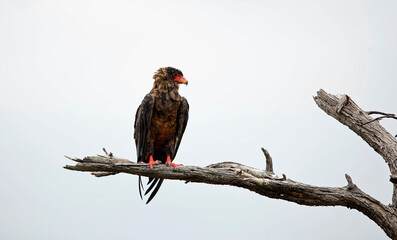 Bateleur eagle perched in a tree