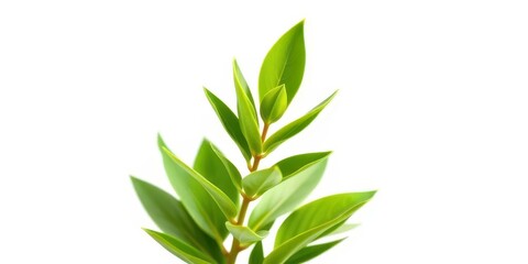 Naklejka premium Single vibrant green plant, isolated on pure white background, graphic, macro
