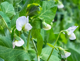 Flowers of pea plant. Pea blossom