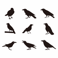 Set of nine crow silhouettes in different poses on transparent background, designed in black vector style, perfect for bird-themed projects and illustrations. ​