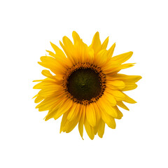 Obraz premium sunflower close up on white