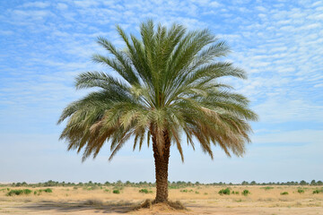 Solitary Palm Tree in Desert Landscape under a Blue Sky