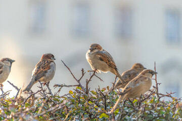 The house sparrows (Passer domesticus) sit on the branches of a bush.