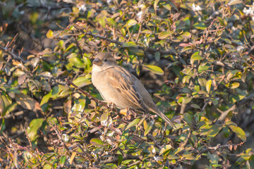 The house sparrows (Passer domesticus) sit on the branches of a bush.