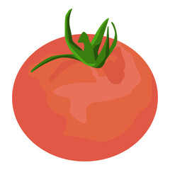 Fresh Tomato vegetable isolated icon. Tomato for farm market, vegetarian salad recipe design. Vector illustration in realistic cartoon art style.