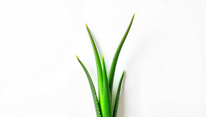 Vibrant green aloe vera plant against plain white background, healing nature