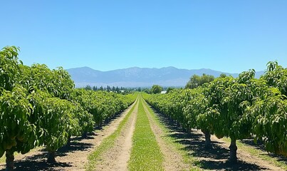 Naklejka premium Wide shot of the beautiful peach orchard rows in California, mountains visible in the background