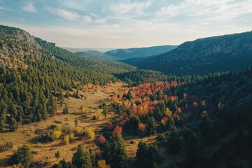 Majestic Wyoming mountainside forest under clear skies showcasing autumn colors, Flying over a mountainside forest in Wyoming covered with trees turning their fall colors