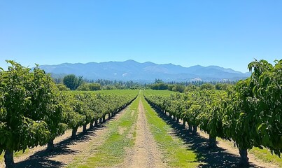 Obraz premium Wide shot of the beautiful peach orchard rows in California, mountains visible in the background