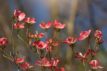 Dereń kwiecisty " Rubra " © mycatherina