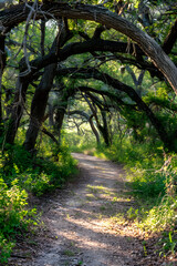 Naklejka premium Serene Wilderness: An Enthralling Glimpse of the Verdent TX Hiking Trails