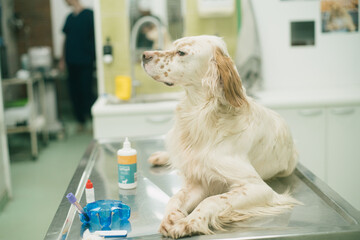 English setter portrait on an animal hospital table at the vet