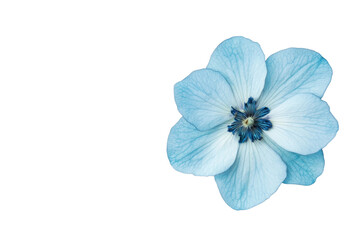 Delicate blue flower highlighting natural beauty, cut out