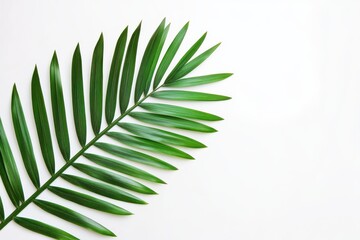 Palm leaf symbolizes tropical relaxation and vacation vibes