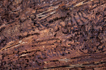 Close-up of tree bark’s backside, intricately carved by insects, revealing delicate tunnels and organic patterns of decay