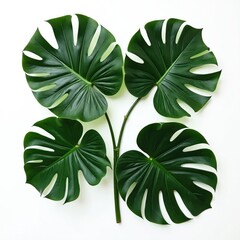 Fototapeta premium Four rich green monstera leaves isolated on white. Tropical foliage, vibrant nature flat lay composition. Dark green exotic jungle rainforest flora, leaf, greenery pattern, texture background element.