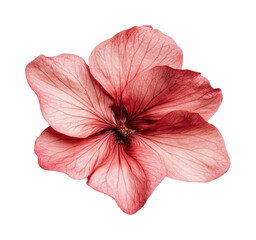 Close-up of a pink hibiscus flower with delicate petals and intricate veins, cut out