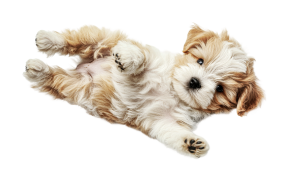 Playful fluffy tan and white havanese puppy lying on back, cut out