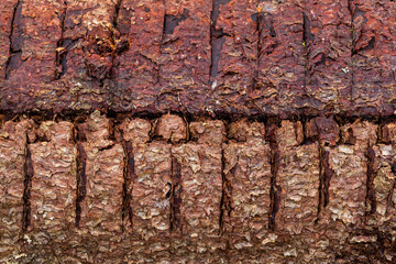 Close-up of pine tree bark with a long horizontal cut and perpendicular cuts, likely made by a chainsaw