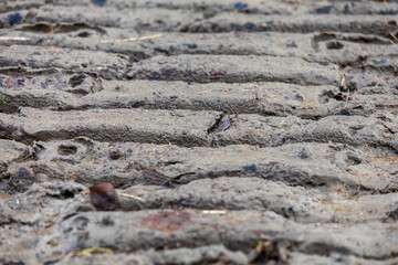 Tire tracks and excavator iron tracks imprinted in wet sand, almost mud, creating a rugged and textured surface