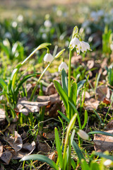 Snowdrops in the garden in early spring