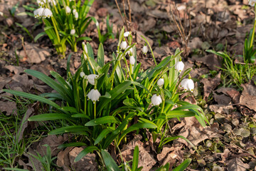 Snowdrops in the garden in early spring