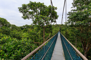 TreeTop Walk with suspension bridge and rainforest panorama in MacRitchie Reservoir in Central Catchment Nature Reserve, Singapore