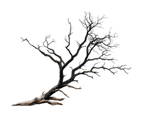 Twisted dry tree against black background showcasing intricate branch patterns, cut out
