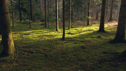 Beautiful calm sunny mossy forest tree landscape.