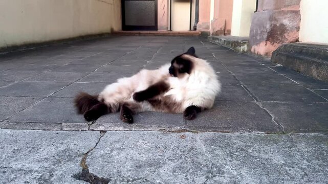 A cat grooming