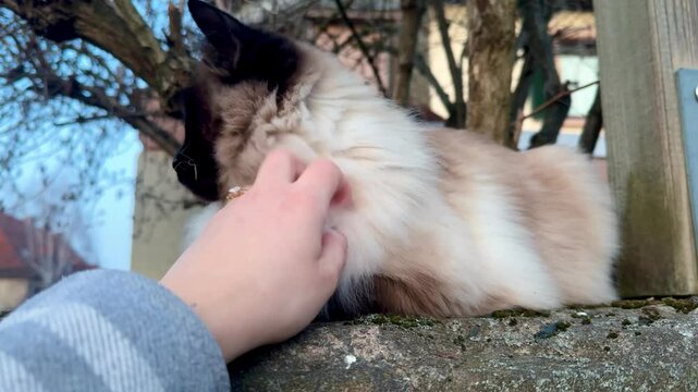 girl with cat