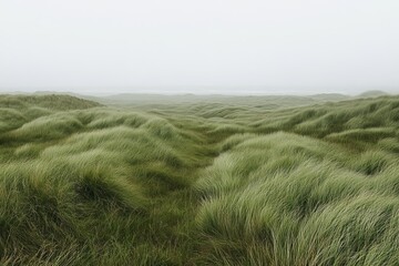 Obraz premium Serene Rolling Green Grass Landscape Nature Scene Peaceful Meadow Verdant Hills Tranquil Scenery Summer Day Outdoors Lush Greenery Calm Environment 