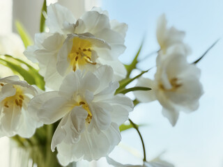 Fototapeta premium Bouquet of white delicate tulips on a light background, top view, space for text. Greeting card, banner