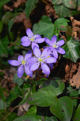 Hepatica nobilis (synonym: Anemone hepatica ). It is commonly known as hepatica, liverwort,...