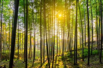 Sagano Bamboo forest in Arashiyama, Kyoto, Japan
