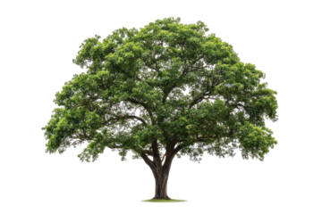 A majestic green tree stands proudly against a serene white background in bright daylight isolated on transparent background