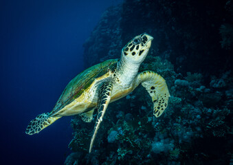 Fototapeta premium Sea turtle swimming close to the coral reef in Red Sea